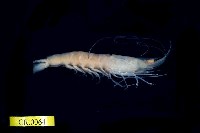 藏品(彎角鷹爪對蝦)的圖片